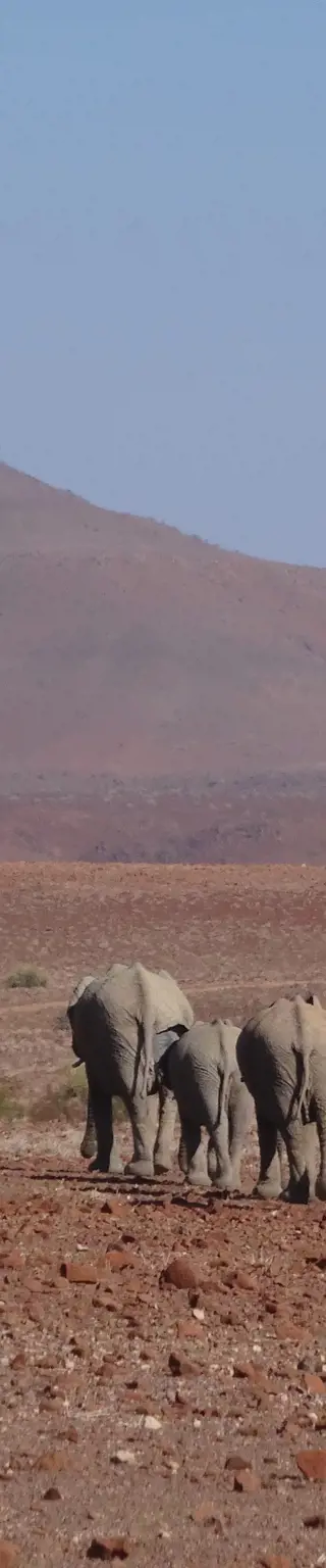 Wüstenelefanten beobachten in Damaraland